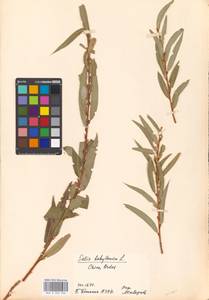 Salix babylonica L., South Asia, South Asia (Asia outside ex-Soviet states and Mongolia) (ASIA) (China)