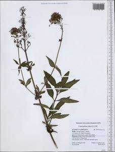 Centranthus ruber (L.) DC., Western Europe (EUR) (Italy)
