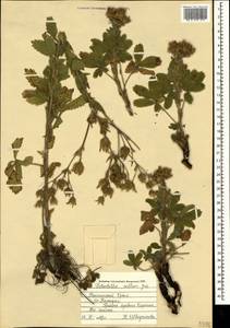 Potentilla astracanica subsp. callieri (Th. Wolf) Soják, Crimea (KRYM) (Russia)