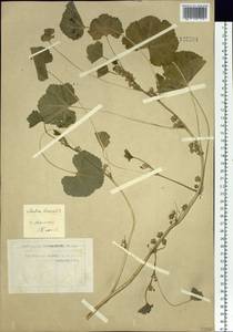 Malva pusilla Sm., Siberia, Western Siberia (S1) (Russia)