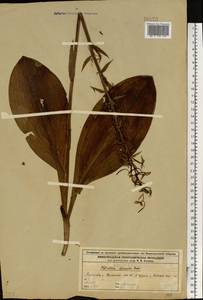 Platanthera chlorantha (Custer) Rchb., Eastern Europe, Volga-Kama region (E7) (Russia)