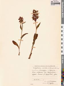 Dactylorhiza aristata (Fisch. ex Lindl.) Soó, Siberia, Chukotka & Kamchatka (S7) (Russia)