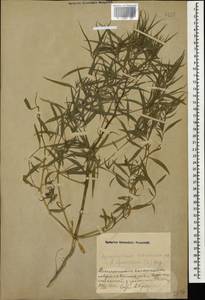 Agriophyllum pungens (Vahl) Link, Caucasus, Azerbaijan (K6) (Azerbaijan)