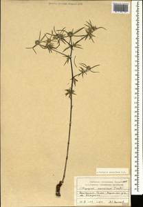 Eryngium caucasicum Trautv., Caucasus, Azerbaijan (K6) (Azerbaijan)