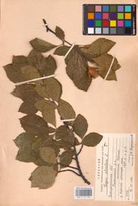 Fagus sylvatica L., Eastern Europe, West Ukrainian region (E13) (Ukraine)
