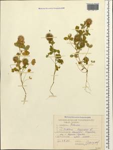 Trifolium lappaceum L., Caucasus, Azerbaijan (K6) (Azerbaijan)