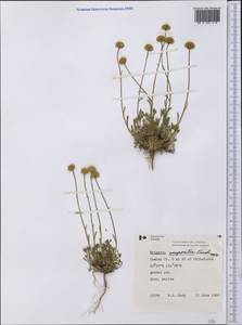 Erigeron compositus Pursh, America (AMER) (Canada)