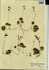 Pyrola renifolia Maxim., Siberia, Russian Far East (S6) (Russia)