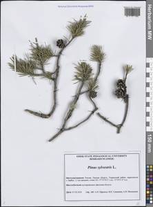 Pinus sylvestris L., Siberia, Western Siberia (S1) (Russia)