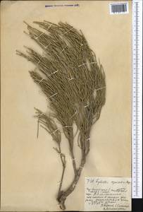 Ephedra equisetina Bunge, Middle Asia, Northern & Central Tian Shan (M4) (Kazakhstan)