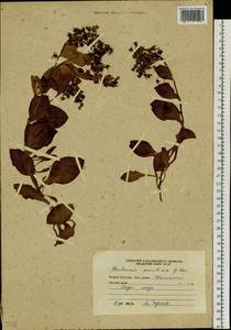 Mertensia maritima (L.) Gray, Siberia, Russian Far East (S6) (Russia)