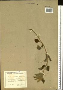 Marrubium peregrinum L., Eastern Europe, North Ukrainian region (E11) (Ukraine)