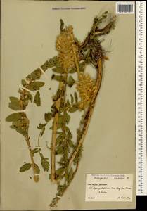 Astragalus alopecurus Pall. ex DC., Caucasus, South Ossetia (K4b) (South Ossetia)