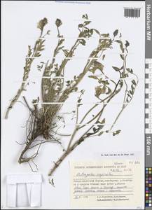 Astragalus laxmannii subsp. laxmannii, Siberia, Yakutia (S5) (Russia)