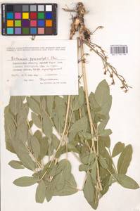 Dictamnus albus L., Eastern Europe, Central forest-and-steppe region (E6) (Russia)
