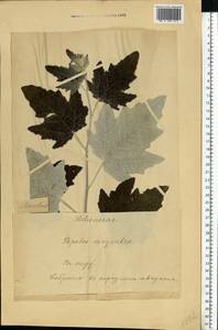 Populus alba L., Eastern Europe, Estonia (E2c) (Estonia)