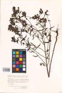 MHA 0 162 046, Rhinanthus serotinus var. vernalis (N. W. Zinger) Janch., Eastern Europe, Eastern region (E10) (Russia)