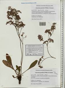Limonium gmelinii (Willd.) Kuntze, Eastern Europe, Eastern region (E10) (Russia)