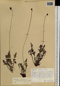 Papaver croceum subsp. chinense (Regel) Rändel, Siberia, Russian Far East (S6) (Russia)