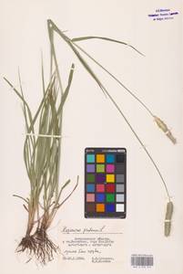Alopecurus pratensis L., Eastern Europe, Lower Volga region (E9) (Russia)