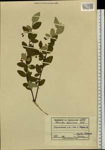 Cotoneaster melanocarpus G. Lodd., Siberia, Altai & Sayany Mountains (S2) (Russia)