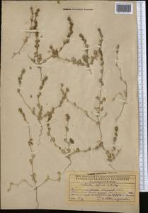 Pyankovia affinis (C. A. Mey. ex Schrenk) Mosyakin & Roalson, Middle Asia, Caspian Ustyurt & Northern Aralia (M8) (Kazakhstan)