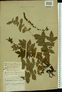 Agrimonia eupatoria L., Eastern Europe, Central forest-and-steppe region (E6) (Russia)