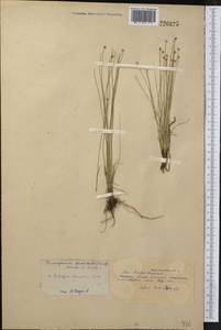 Trichophorum pumilum (Vahl) Schinz & Thell., Middle Asia, Northern & Central Kazakhstan (M10) (Kazakhstan)