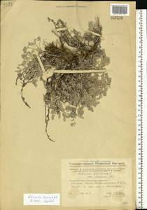Artemisia maritima L., Eastern Europe, Middle Volga region (E8) (Russia)