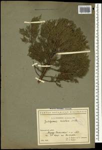 Juniperus excelsa M.Bieb., Crimea (KRYM) (Russia)