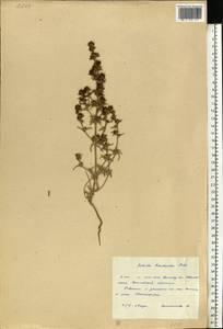 Pyankovia brachiata (Pall.) Akhani & Roalson, Eastern Europe, Eastern region (E10) (Russia)