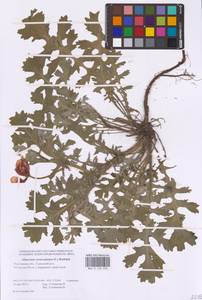 Glaucium corniculatum (L.) Rudolph, Eastern Europe, Rostov Oblast (E12a) (Russia)