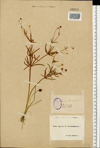 Ranunculus auricomus L., Eastern Europe, North-Western region (E2) (Russia)