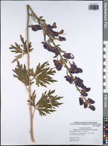 Aconitum napellus, Eastern Europe, Central region (E4) (Russia)