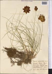 Carex physodes M.Bieb., Middle Asia, Karakum (M6) (Turkmenistan)