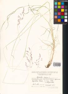 Agrostis canina L., Eastern Europe, Moscow region (E4a) (Russia)