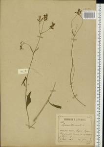 Silene flos-cuculi (L.) Greuter & Burdet, Eastern Europe, Central forest-and-steppe region (E6) (Russia)