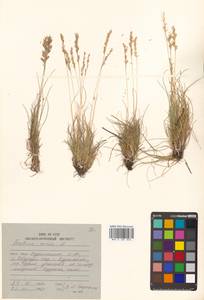 Festuca ovina L., Siberia, Russian Far East (S6) (Russia)