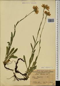 Aster alpinus L., Caucasus, South Ossetia (K4b) (South Ossetia)