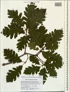 Quercus pubescens Willd. , nom. cons., Caucasus, Krasnodar Krai & Adygea (K1a) (Russia)