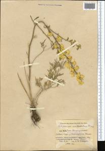 Delphinium semibarbatum Bien. ex Boiss., Middle Asia, Pamir & Pamiro-Alai (M2) (Uzbekistan)