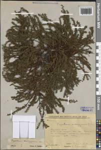 Empetrum nigrum subsp. androgynum (V.N.Vassil.) Kuvaev, Siberia, Yakutia (S5) (Russia)