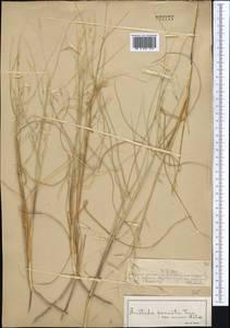 Stipagrostis pennata (Trin.) De Winter, Middle Asia, Muyunkumy, Balkhash & Betpak-Dala (M9) (Kazakhstan)