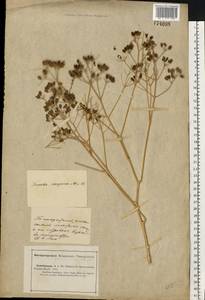 Ferula caspica M. Bieb., Eastern Europe, Lower Volga region (E9) (Russia)