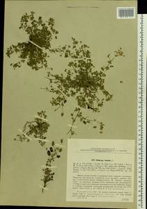 Medicago lupulina L., Eastern Europe, Latvia (E2b) (Latvia)