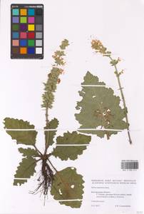 MHA 0 006 615, Salvia austriaca Jacq., Eastern Europe, Central forest-and-steppe region (E6) (Russia)