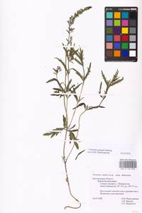 MHA 0 159 938, Veronica austriaca subsp. jacquinii (Baumg.) Watzl, Eastern Europe, Central forest-and-steppe region (E6) (Russia)
