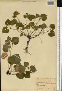 Viola tanaitica Grosset, Eastern Europe, North Ukrainian region (E11) (Ukraine)