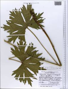 Aconitum lycoctonum subsp. lasiostomum (Rchb.) Warncke, Eastern Europe, North Ukrainian region (E11) (Ukraine)