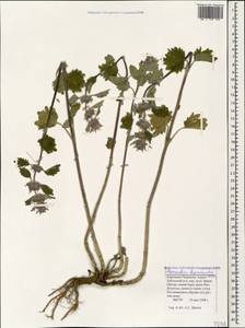 Marrubium leonuroides Desr., Caucasus, Stavropol Krai, Karachay-Cherkessia & Kabardino-Balkaria (K1b) (Russia)